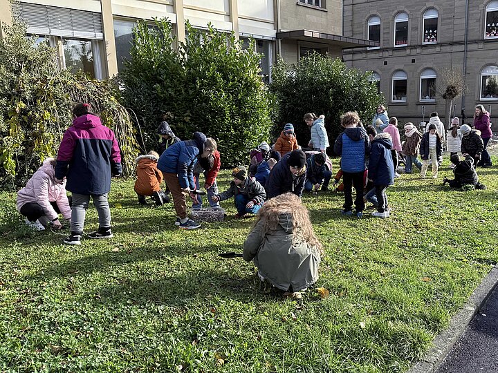 Klassen pflanzen Blumenzwiebeln